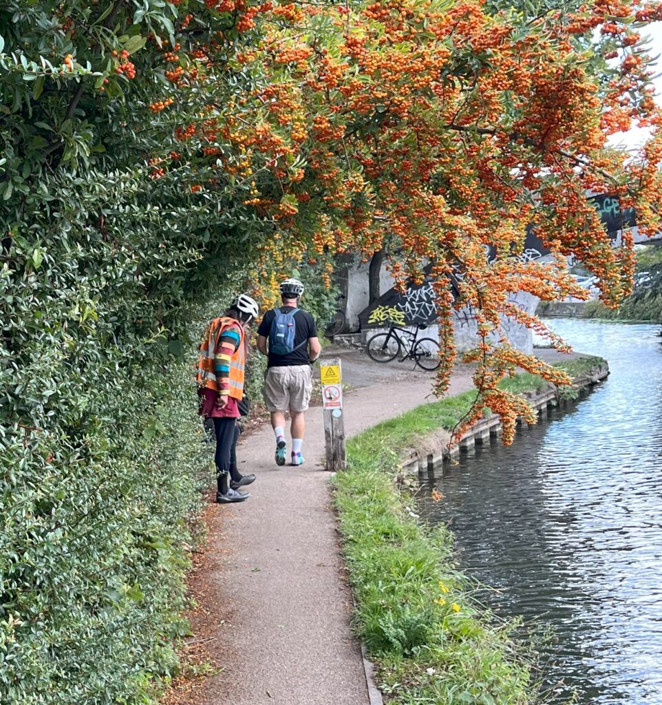 A path runs alongside a canal, with an overhanging hedge to the left and the canal to the right.
